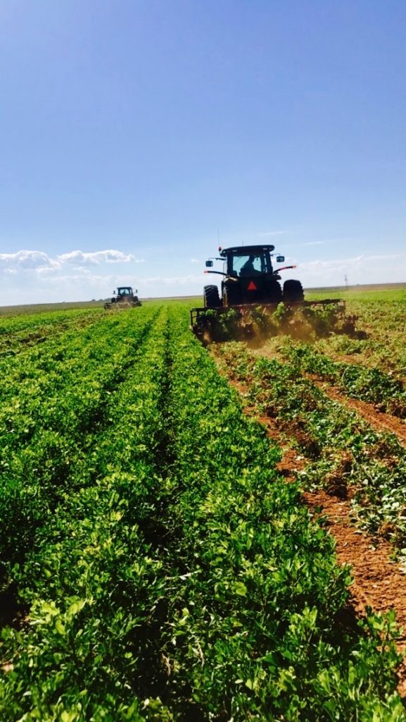 New Data Confirms Peanuts are More Water Efficient Than Ever Texas