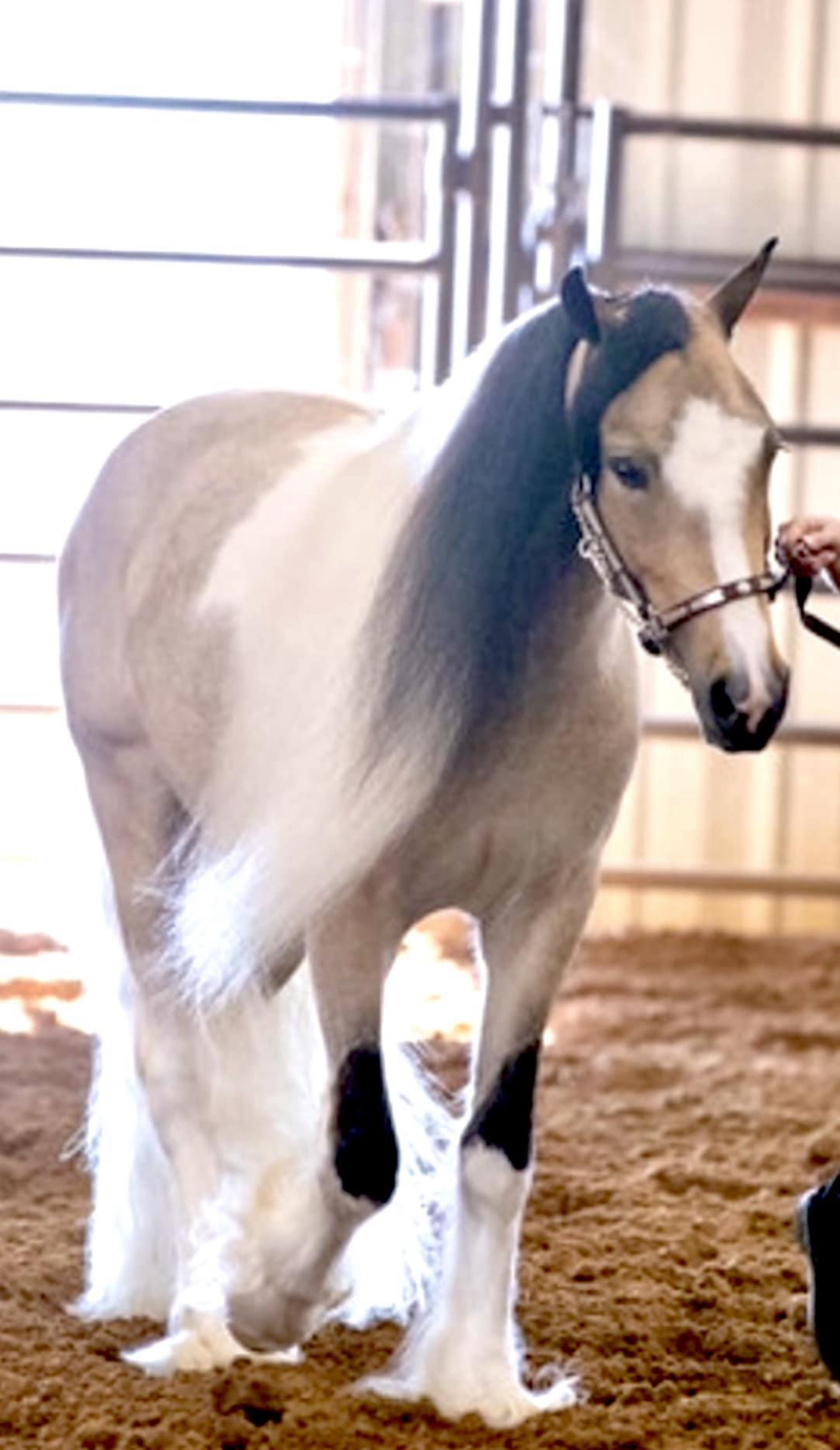 Meet Our Ponies Texas Posh Pony Parties