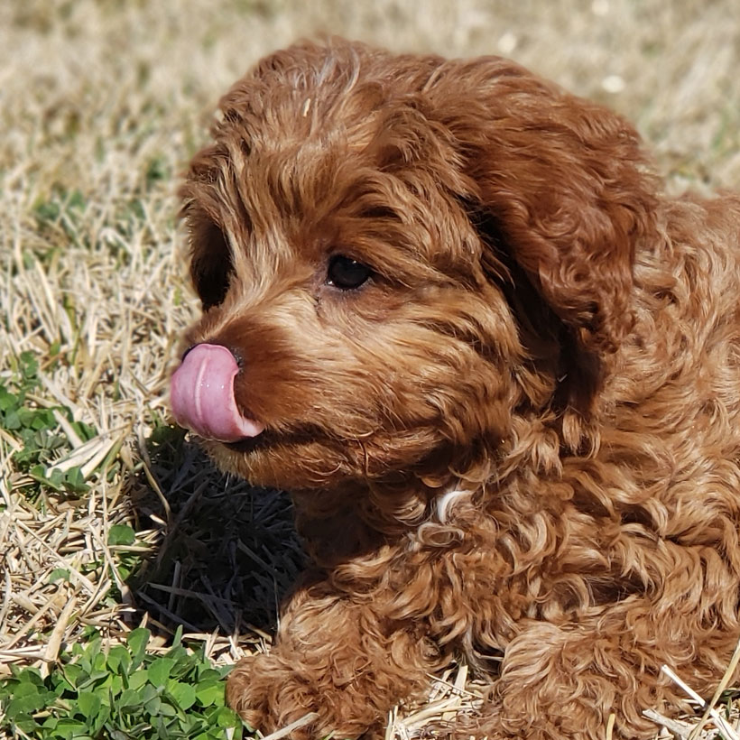 1 Cavapoo Puppies For Sale in San Antonio TX