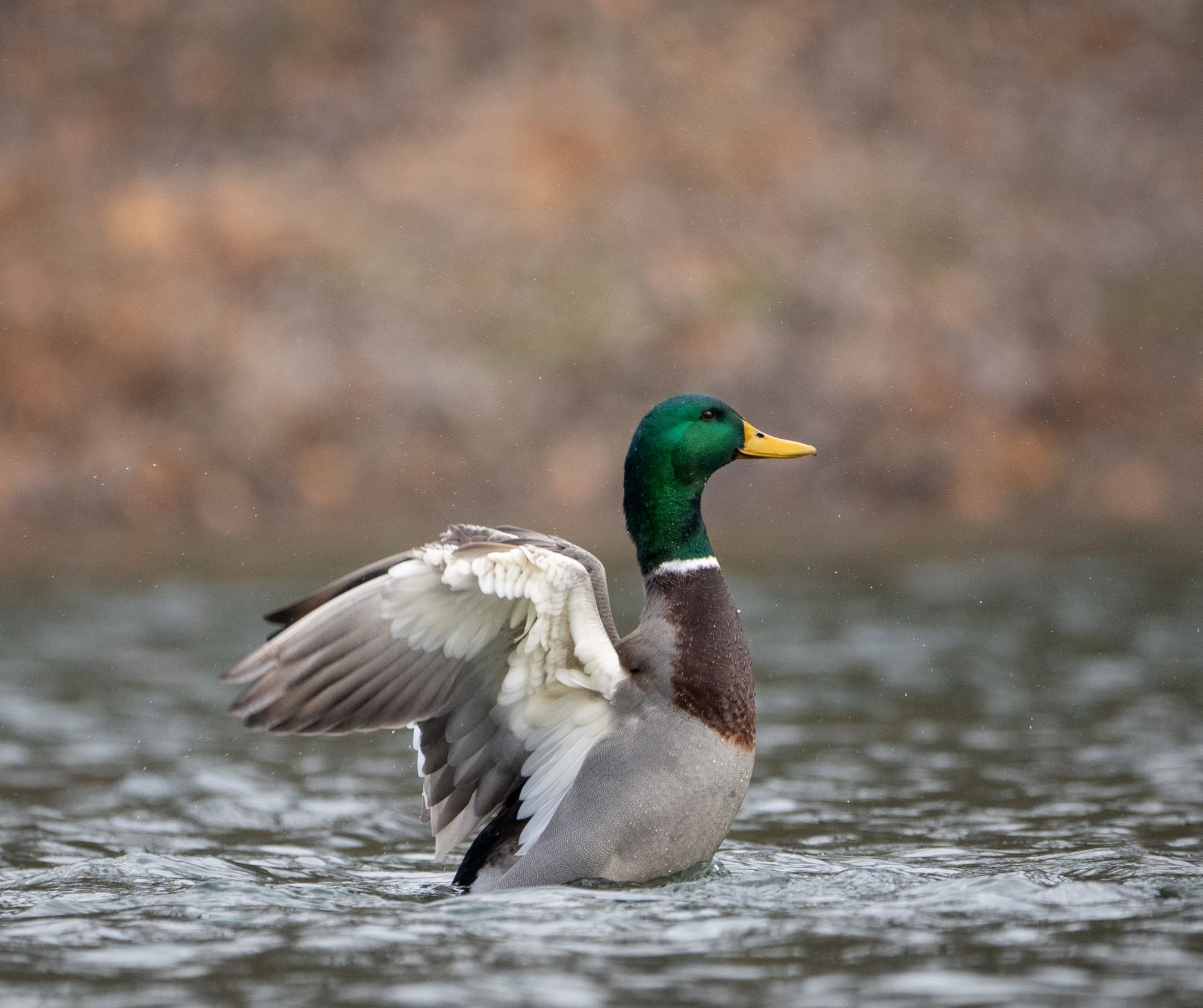 Hunting Calendar Texas Ranch Journal