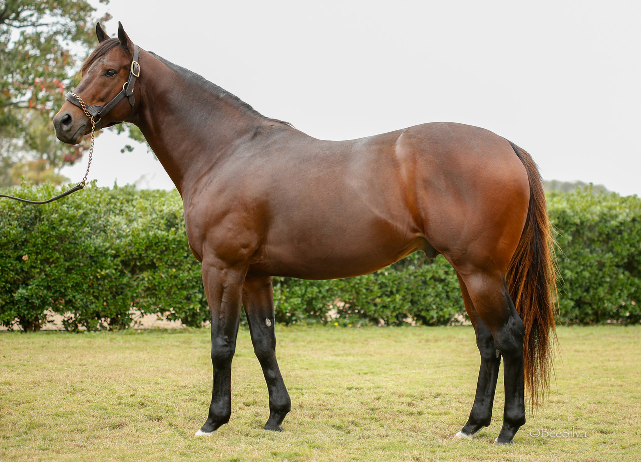 Valor Farm Stallion Bradester Gets First Winner with Texasbred