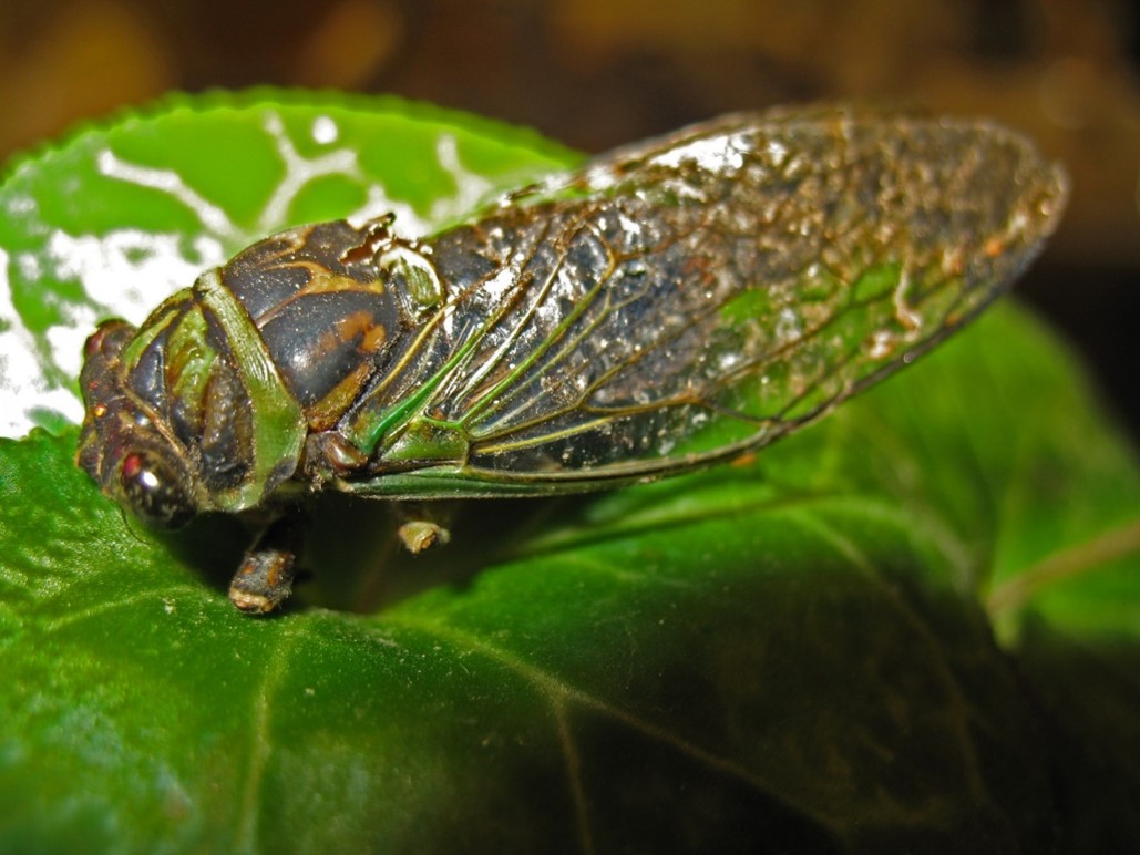 Are Cicadas Harmful to Trees? Texas Trees Foundation