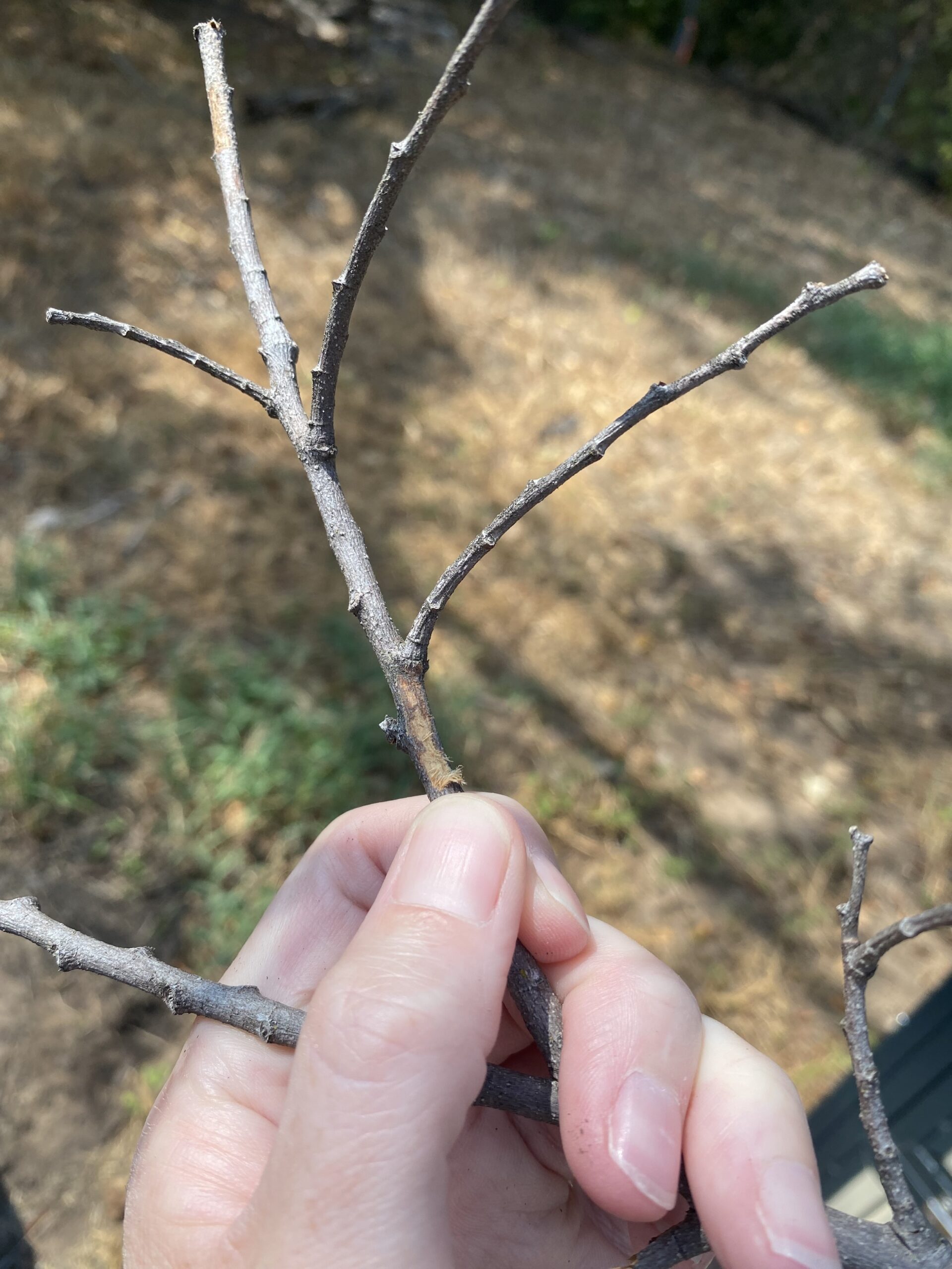 Is My Tree Alive or Dead? Texas Trees Foundation