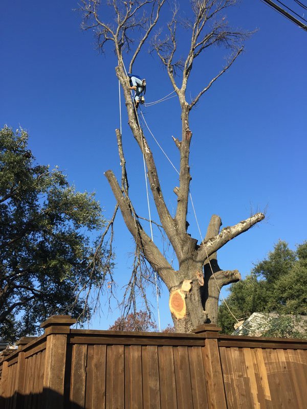 How Much Does It Cost to Remove a Tree? Texas Tree Surgeons