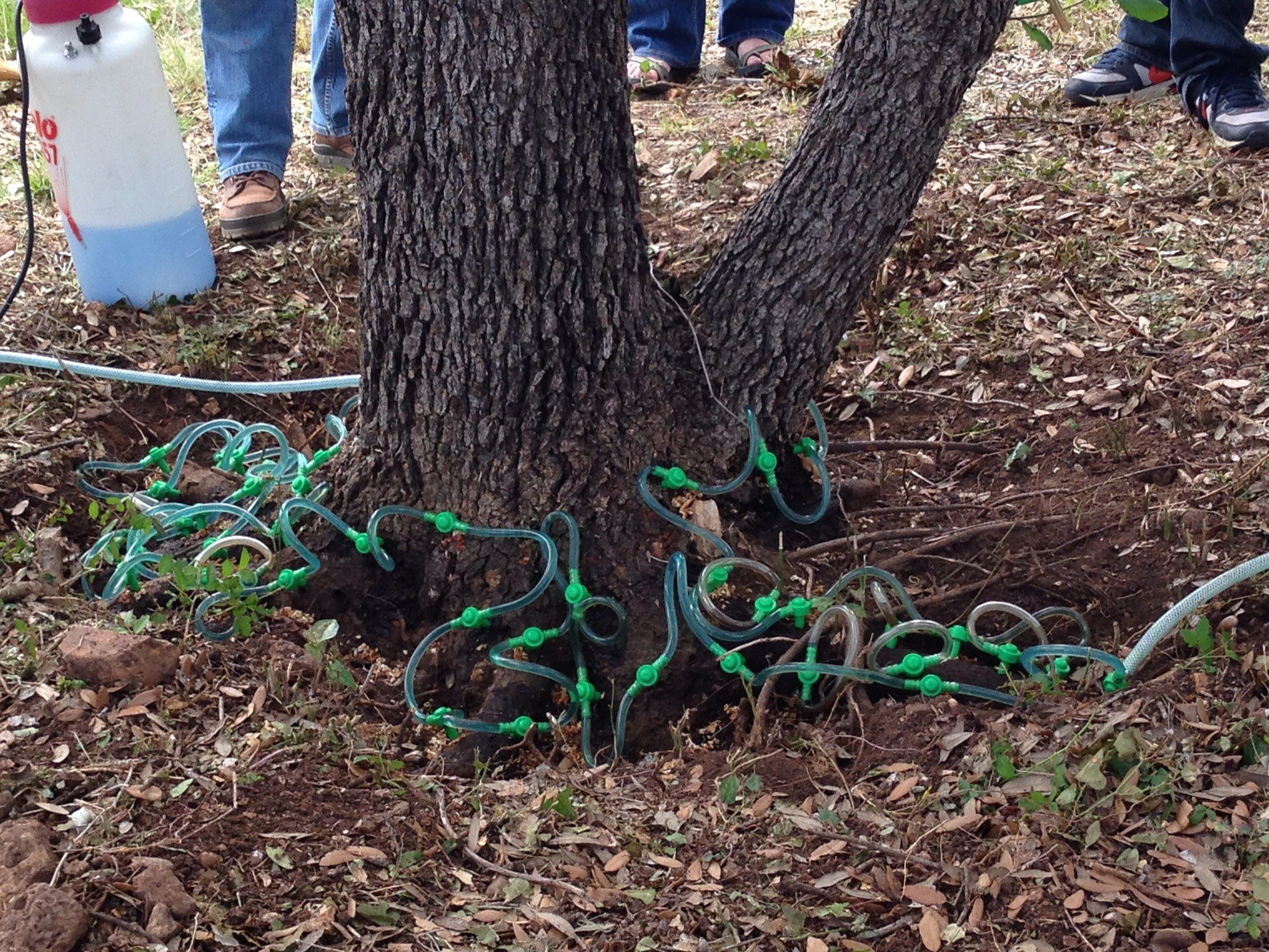 "What is Oak Wilt? Texas Tree Surgeons"