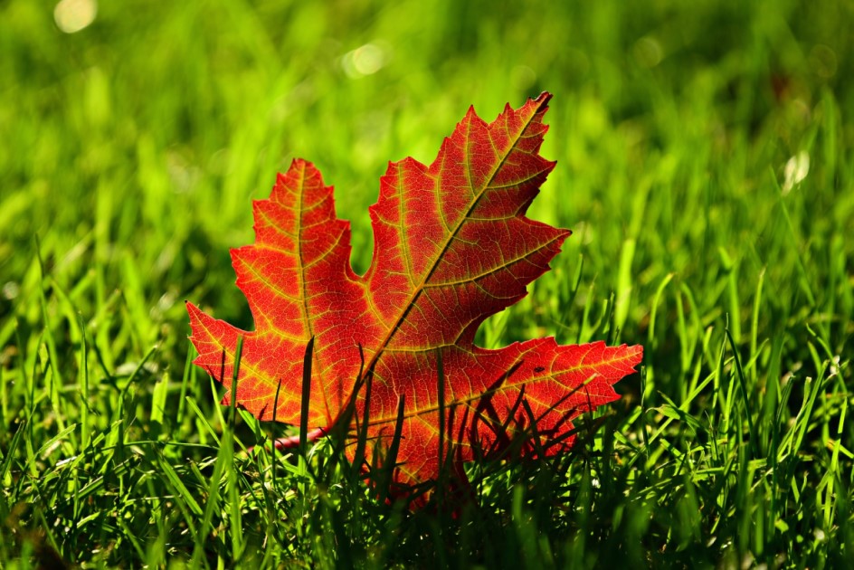 Is There Any Fall Color in North Texas? Texas Tree Surgeons