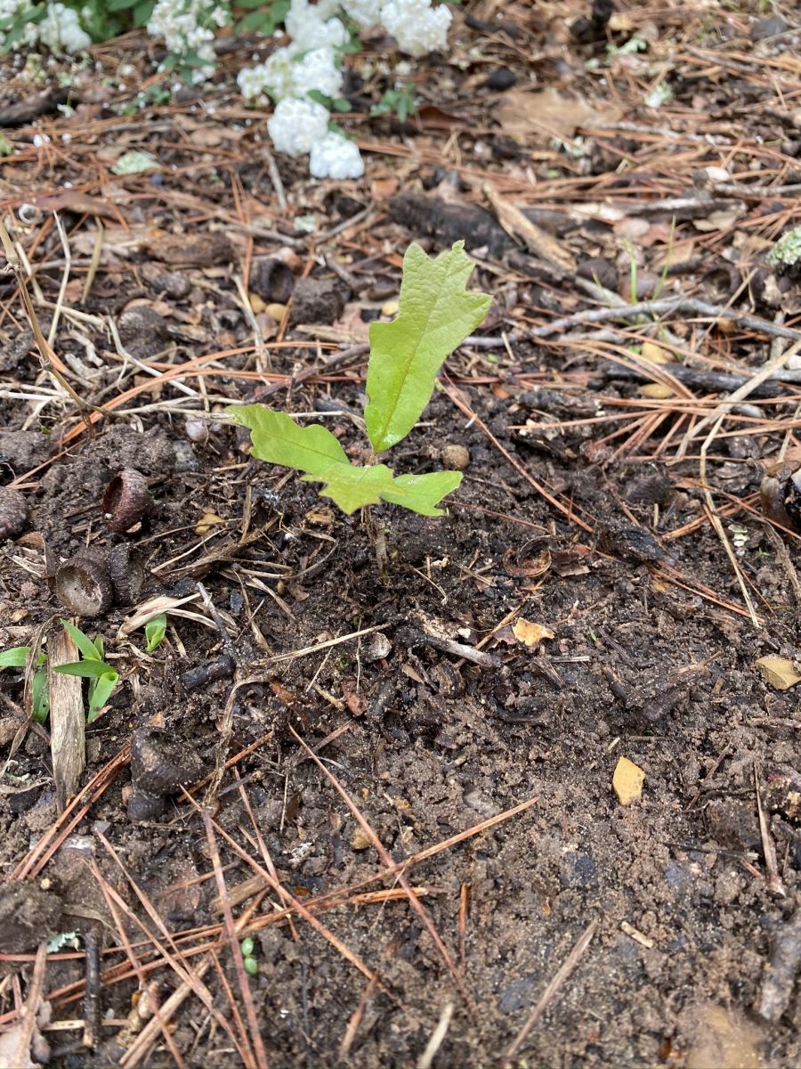 How to Plant an Acorn Texas Tree Surgeons