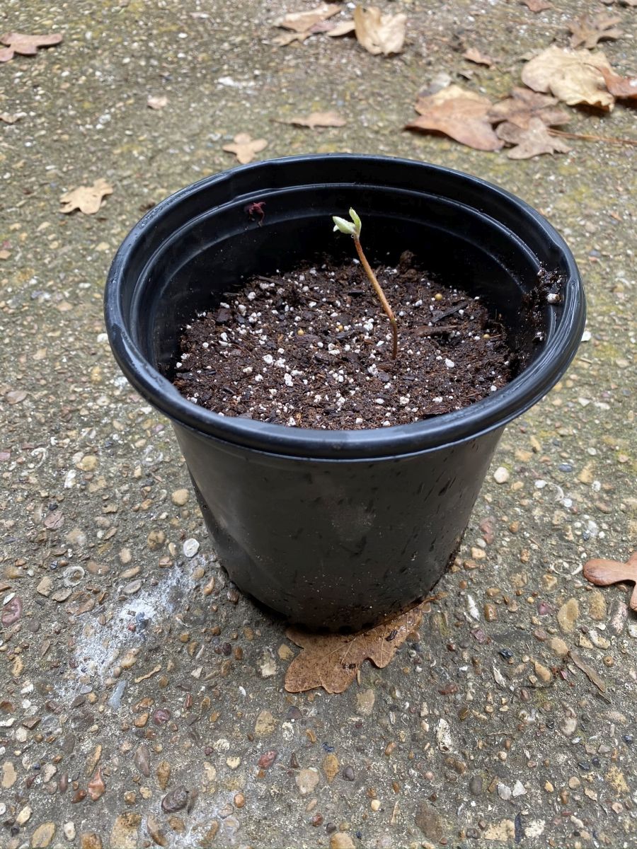 "How to Plant an Acorn Texas Tree Surgeons"