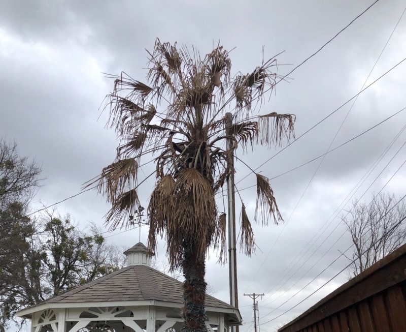 dead palm tree removal Nidia Easton