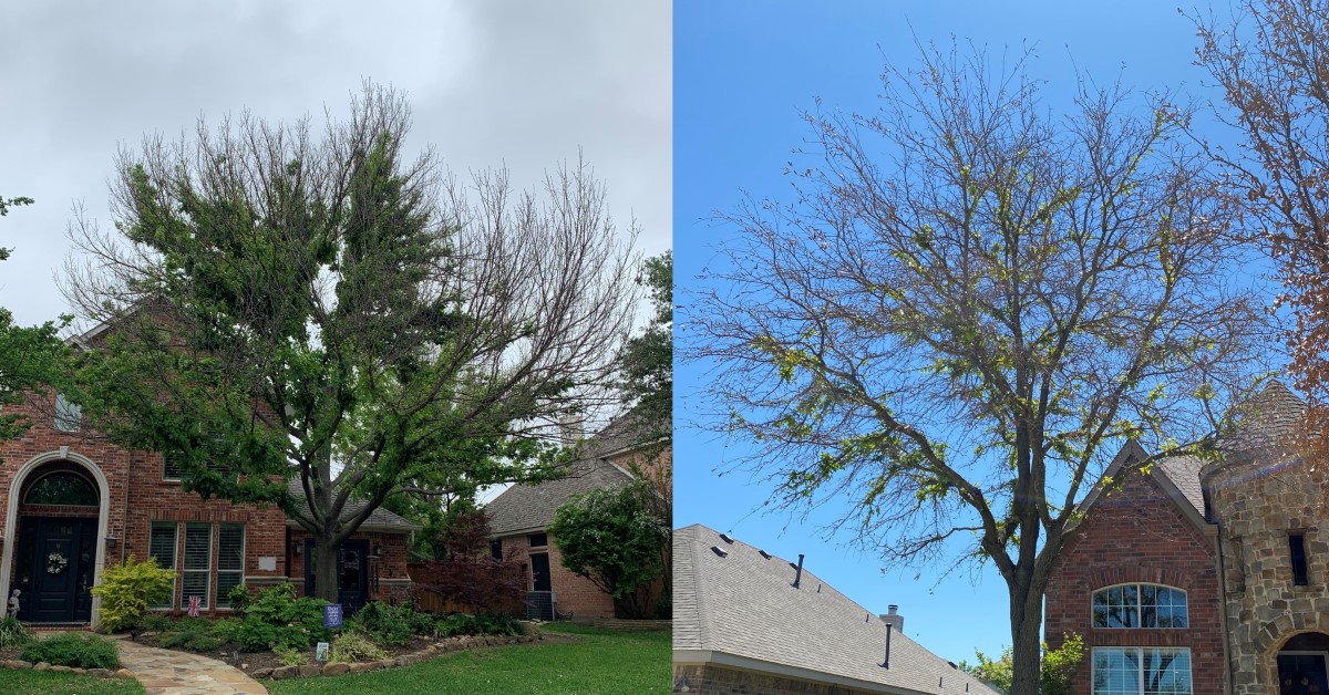 Oaks are Still Recovering from North Texas Freeze Texas Tree Surgeons