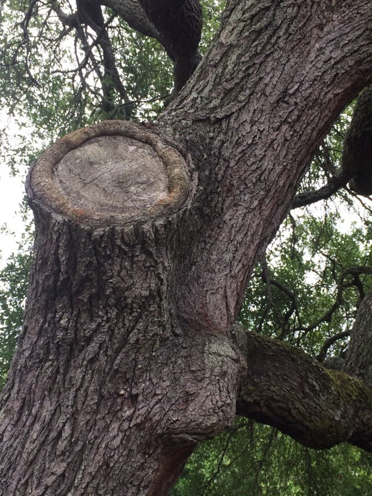 Tree Pruning Wound Care (Pruning Paints) Texas Tree Team Houston