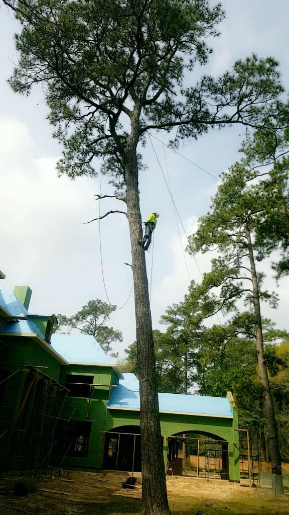 Tree Removal Methods Texas Tree Team Houston Tree Service