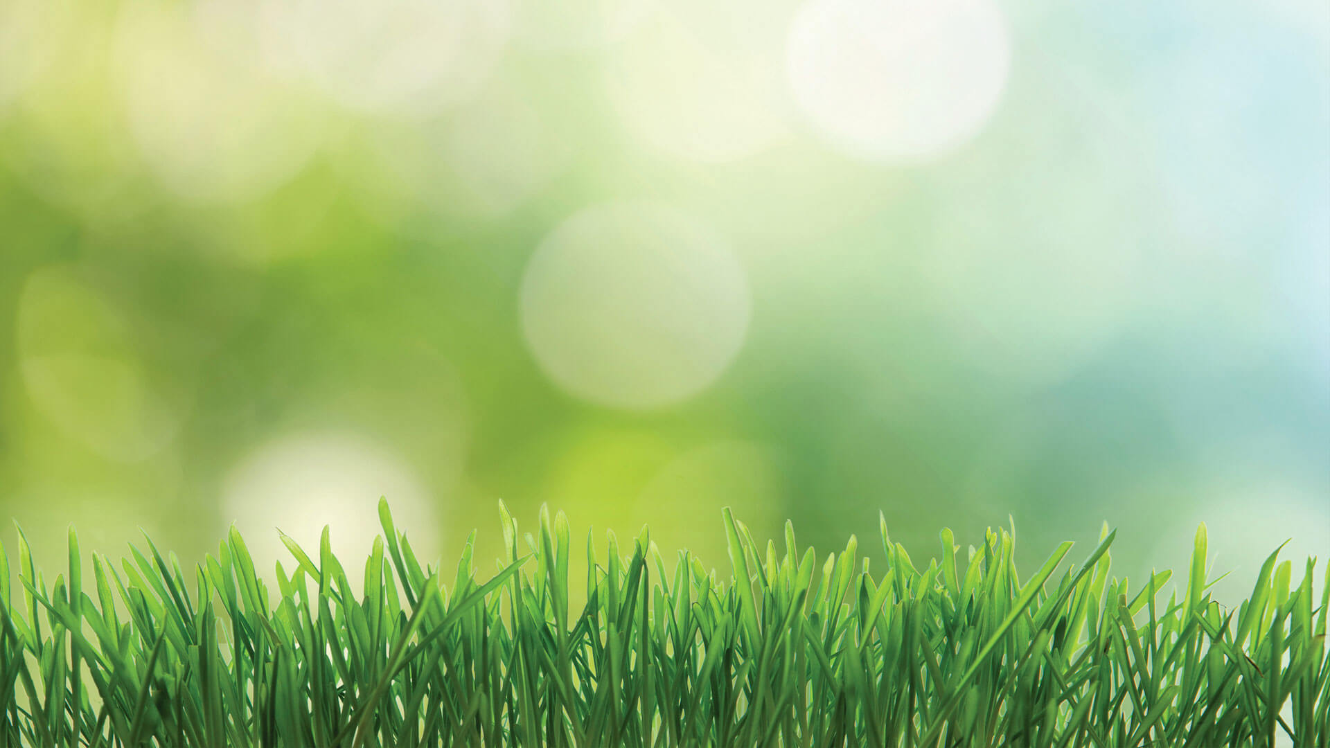 Homepage Texas Turfgrass Association