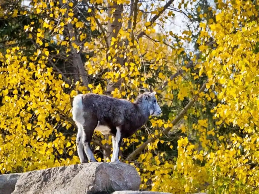 Can You Eat Texas Dall Ram?