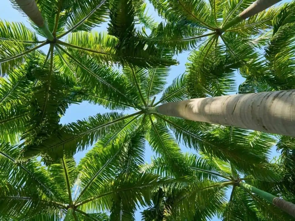 Palm Trees In Texas (Types And Zones)