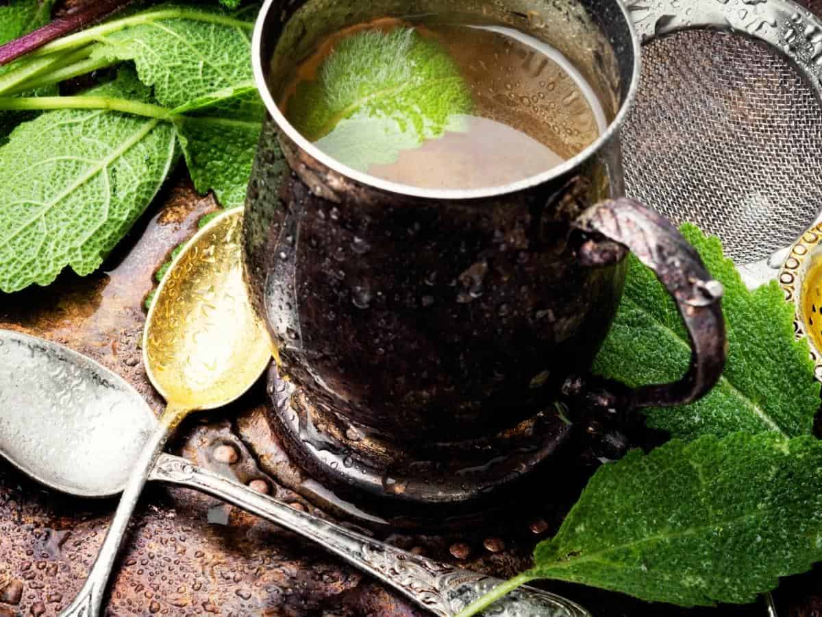 Texas Sage A DroughtTolerant Gem