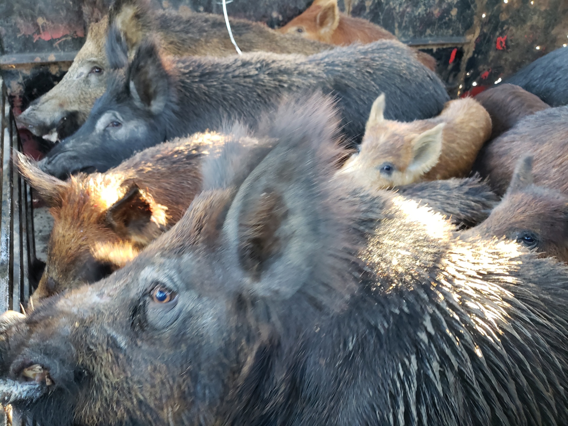 HOG TRAPPING IN TEXAS Texas Wild Hog Control