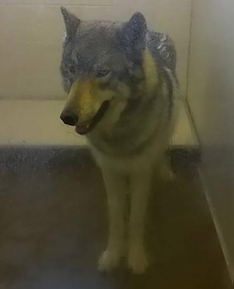 Which States Allow Wolf Dogs