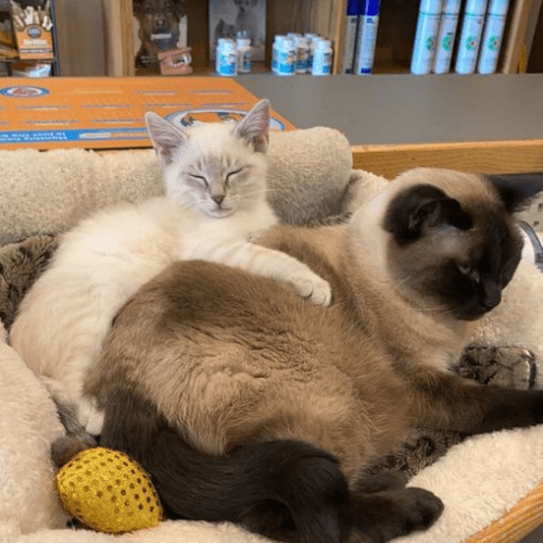 About Texoma Veterinary Hospital Sherman, TX 75092 Veterinarians