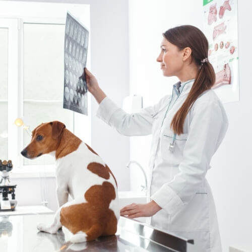 Pet Diagnostics In Sherman, TX Texoma Veterinary Hospital
