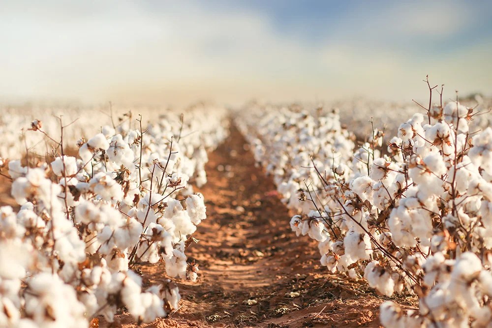 Pakistan falls to 5th position as largest producer of cotton in the