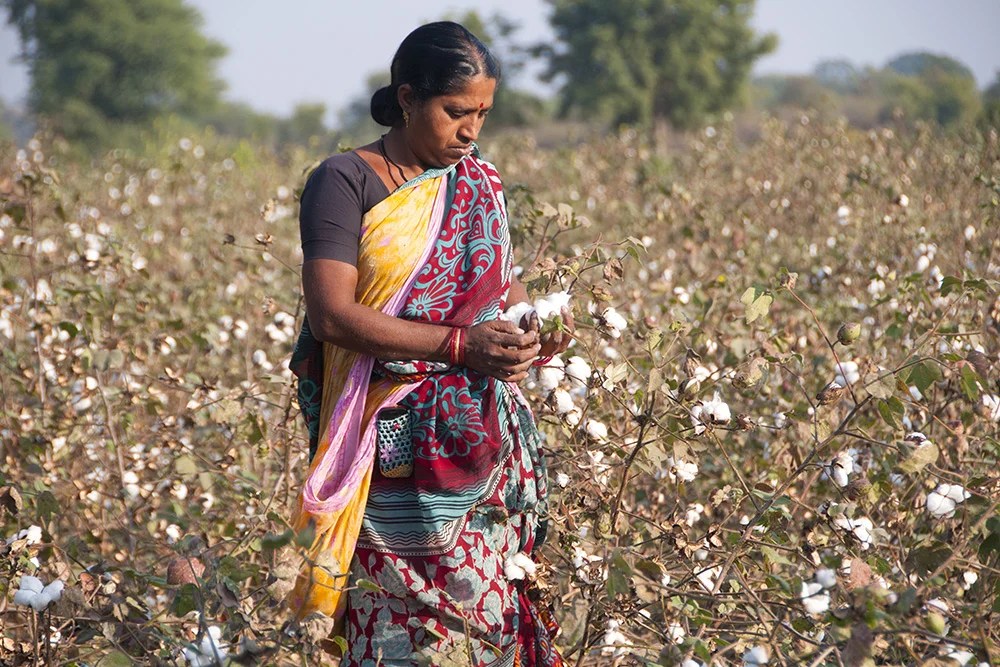 Better Cotton programme in India delivers improved profitability and