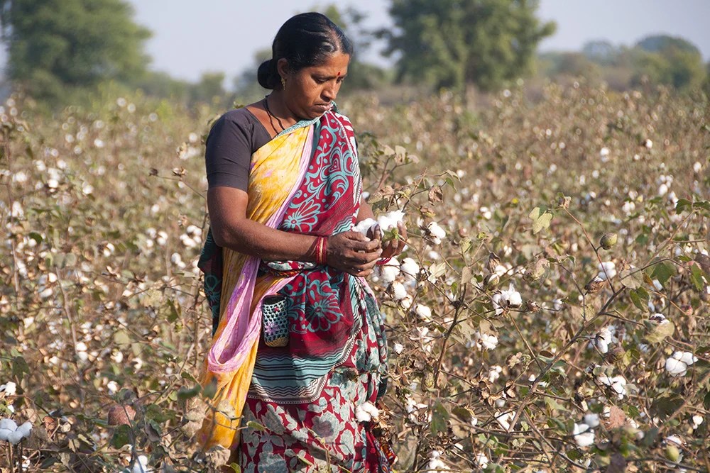 India’s cotton exports stall as farmers delay sales hoping for higher prices TEXtalks let's