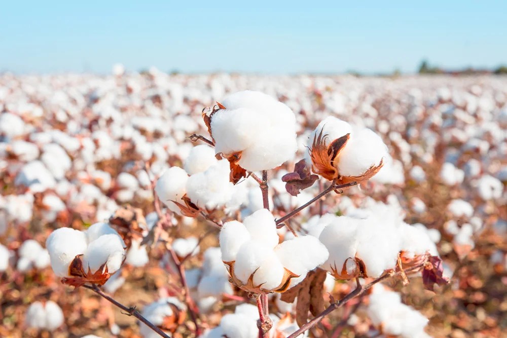 Australian cotton trade delegation visits Vietnam TEXtalks let's