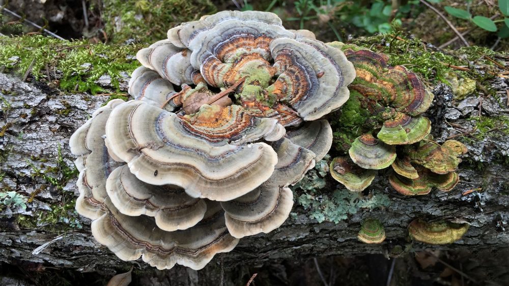 Mushroom A Sustainable Textile Fiber