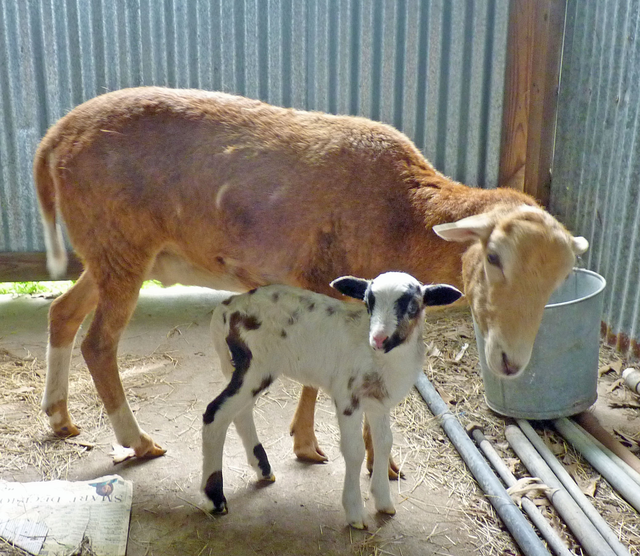 New Baby Lamb Deep in the Heart of Textiles