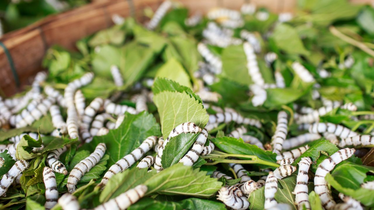 Best 10 Different Types of Silk in the World Textile Trainer