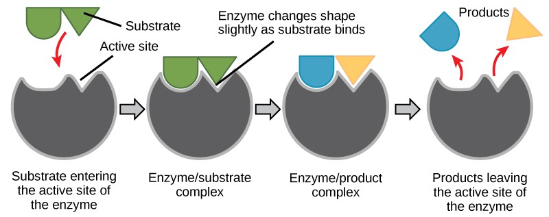 Energy and Metabolism Concepts of Biology