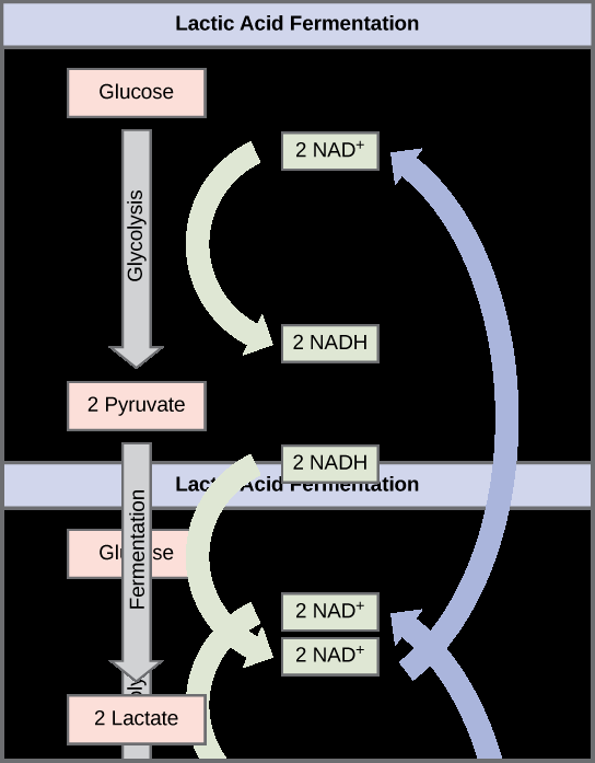 Fermentation OpenStax Concepts of Biology