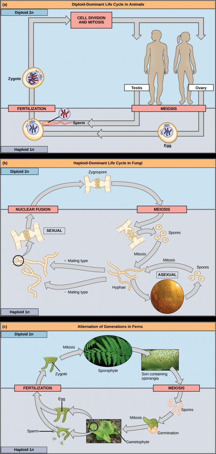 Concept Map Meiosis Fertilization Haploid Diploid Pollination Sexual Reproduction OpenStax Concepts of Biology