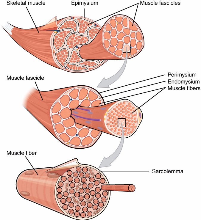 9.6E Arrangement of Fascicles Medicine LibreTexts