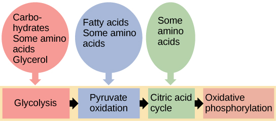 Metabolism of Nutrients Boundless Anatomy and Physiology