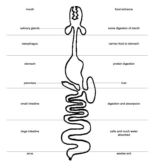 34.1A: Digestive Systems - Biology LibreTexts