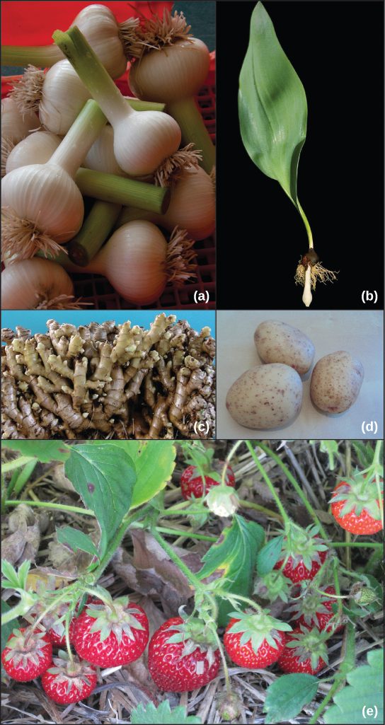 Asexual Reproduction Boundless Biology