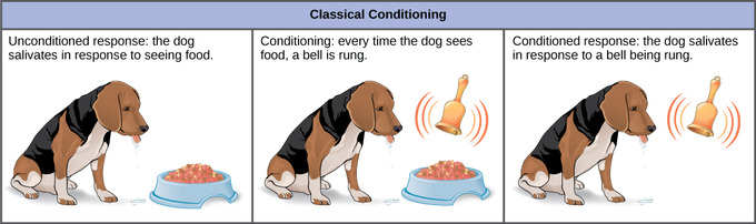 Learned Animal Behavior Boundless Biology