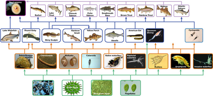 46.1B Food Chains and Food Webs Biology LibreTexts
