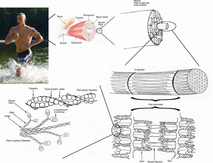 Muscle Contraction and Boundless Biology