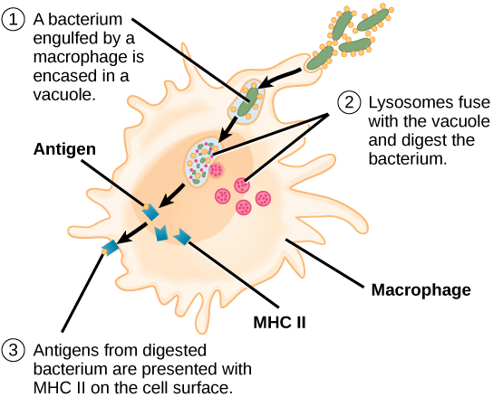 T Cells and Cellular Immunity Boundless Microbiology