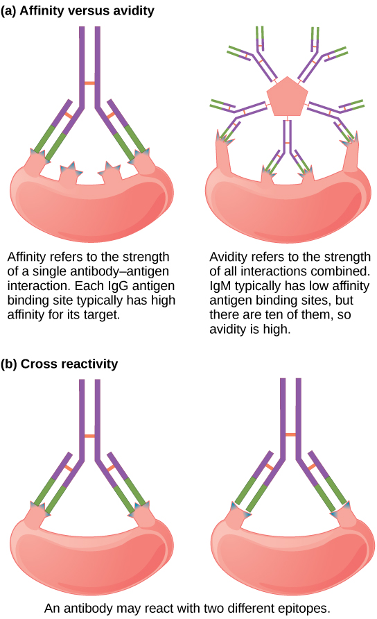 12.2B Antibody Functions Biology LibreTexts