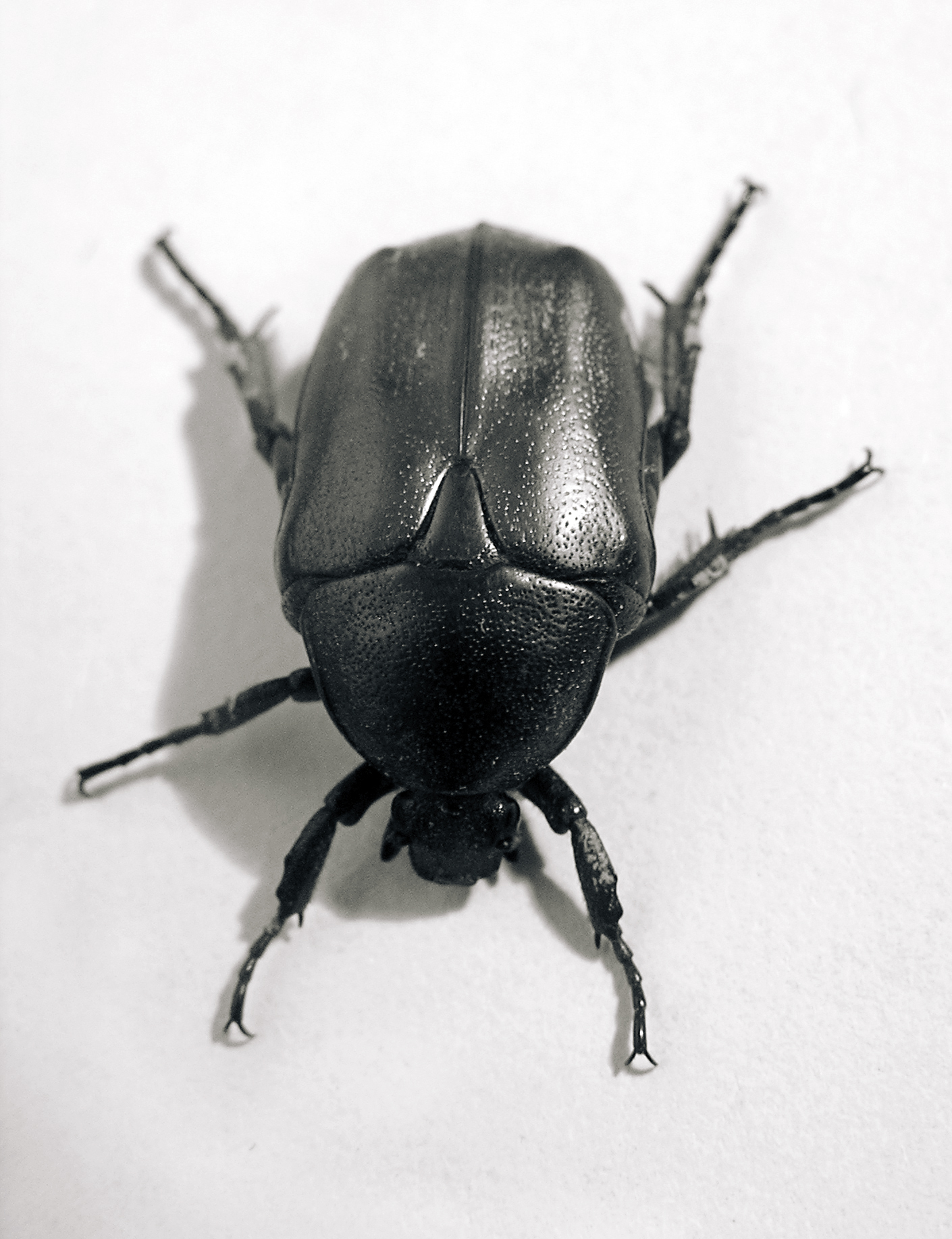 Beetle