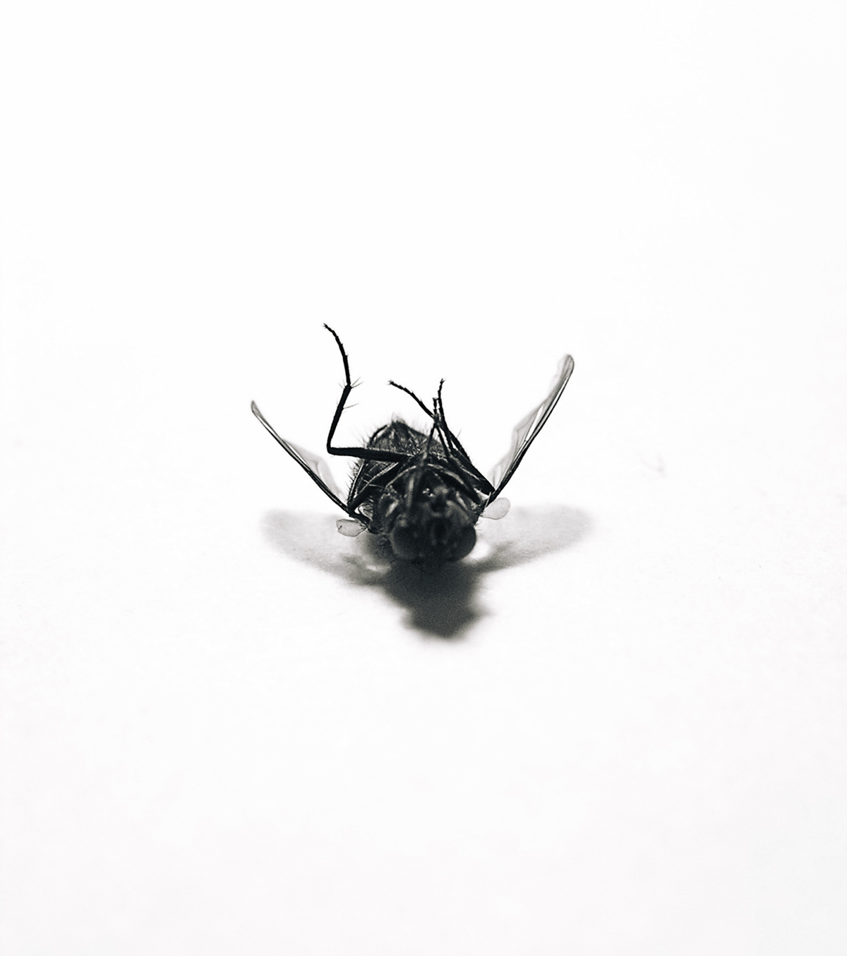 7 Dead Fly Closeups