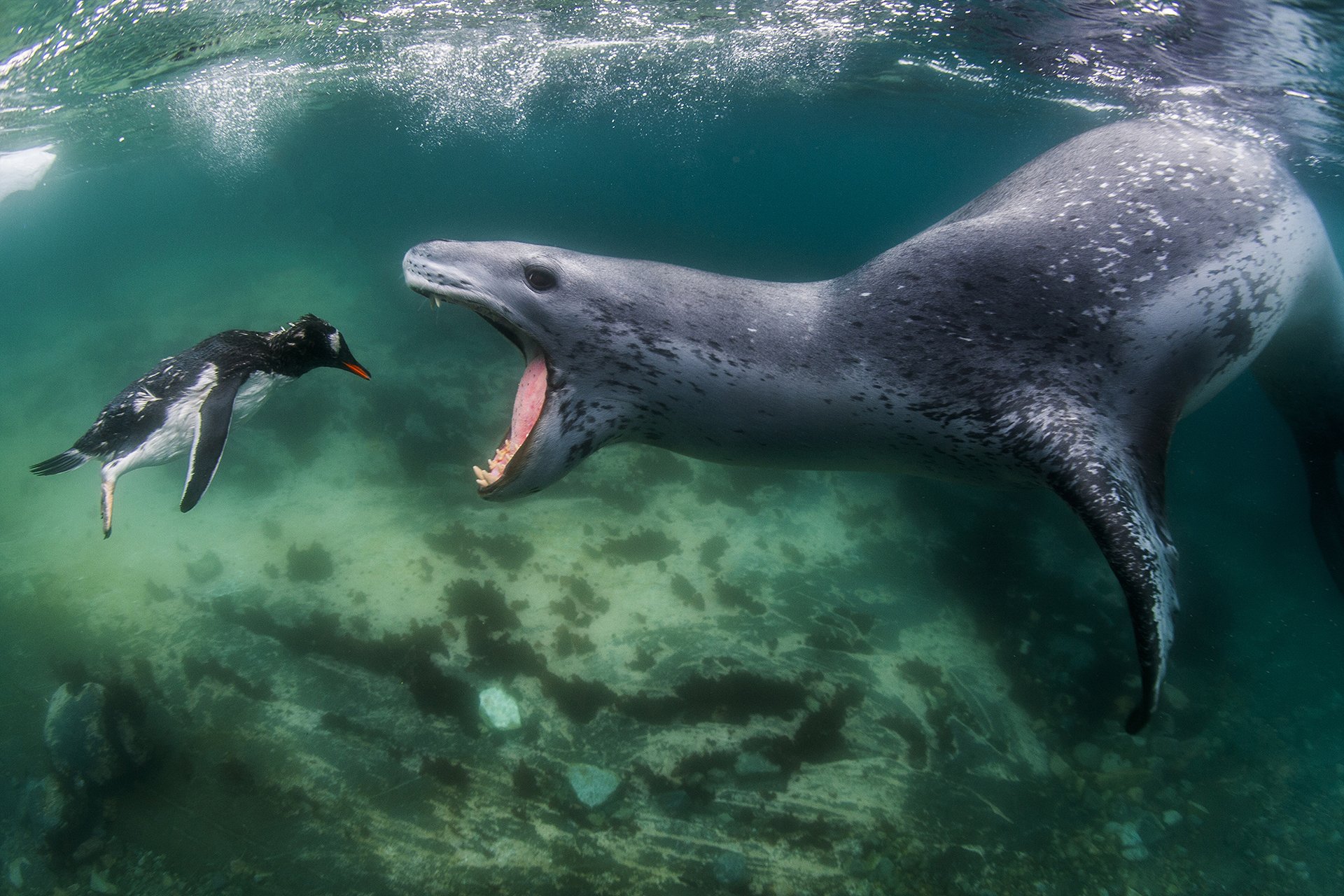 Leopard Seal Vs Killer Whale