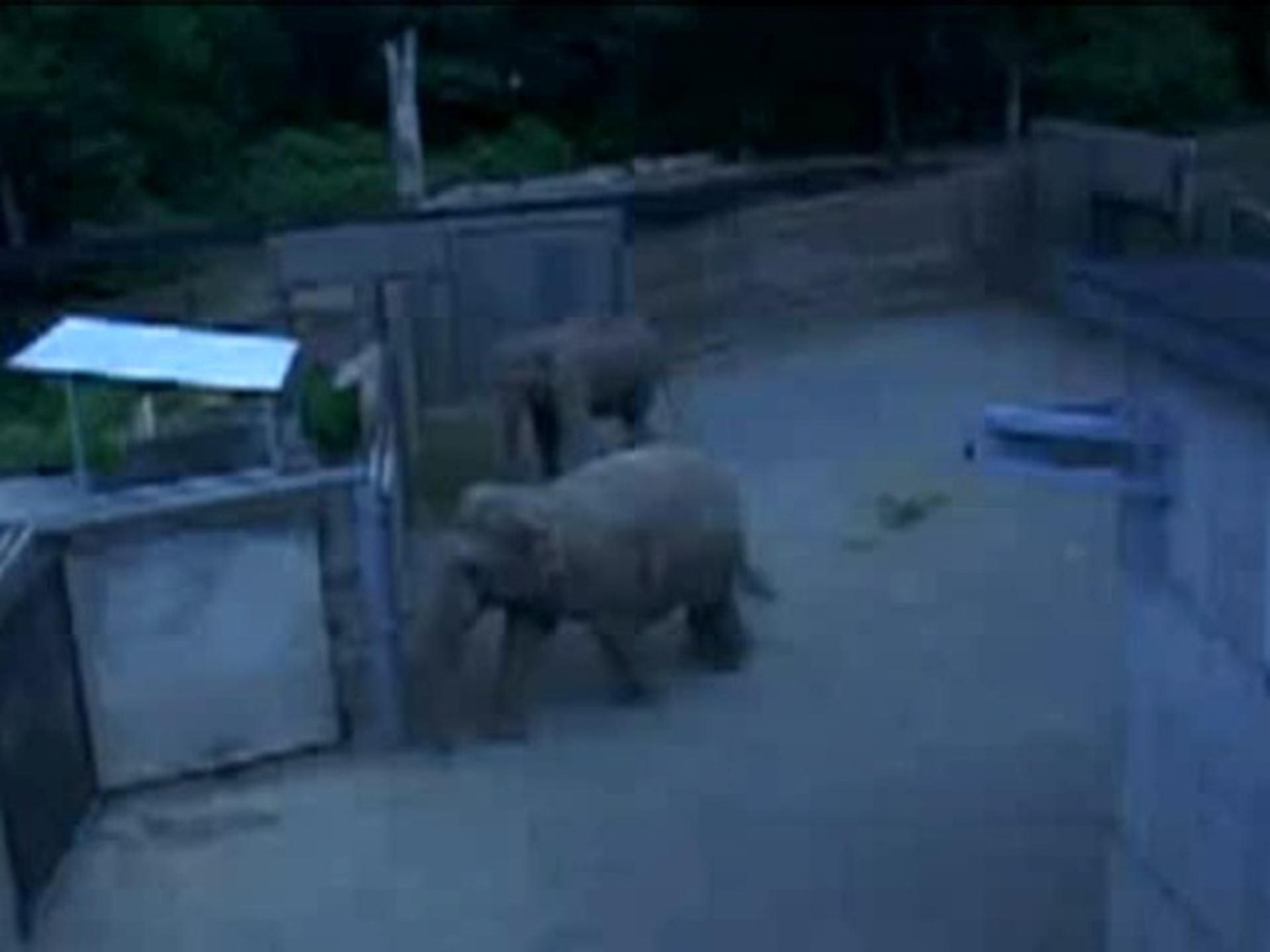 Elephants Investigate Mirror Smithsonian Magazine