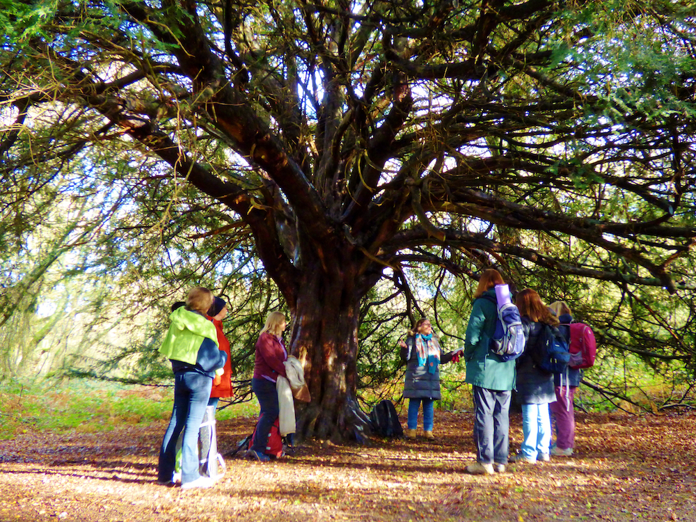 SixWeek Forest Bathing+ Programme The Forest Bathing Institute