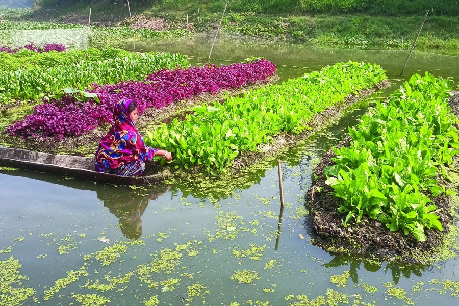 Vegetable farming on floating beds makes Jashore fishermen selfreliant The Financial Express