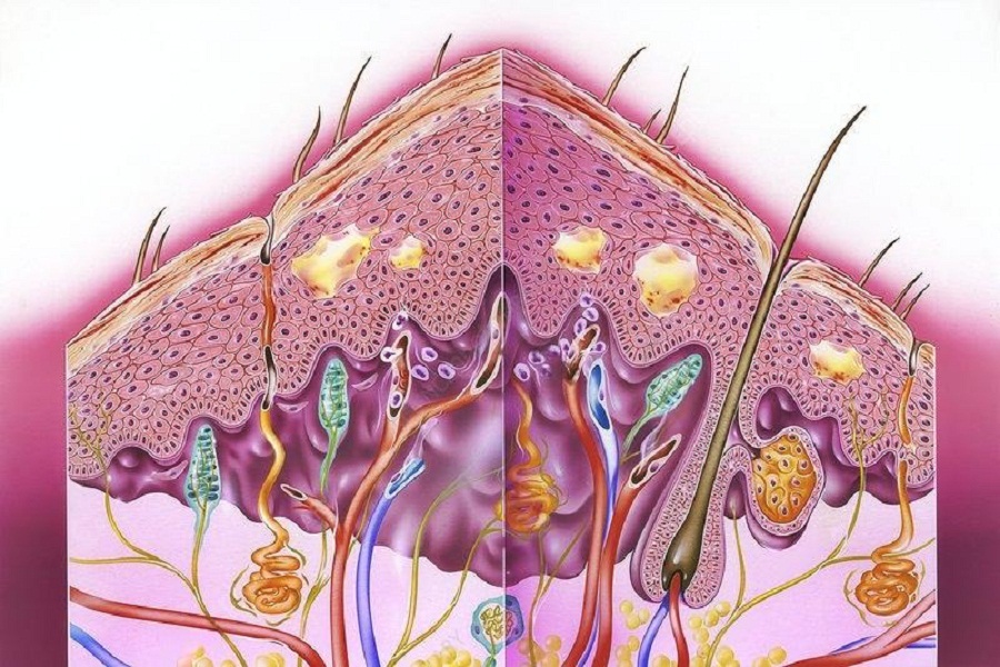 Lifestyle management for eczema in the groin The Financial Express